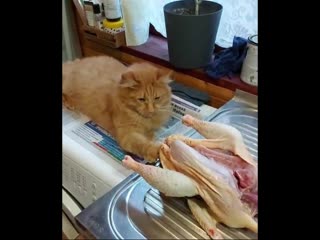 moore, meow
