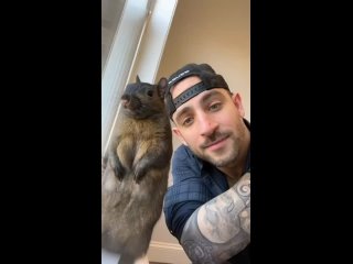 squirrel