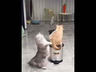kittys playing badminton