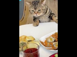 i am the cat boss