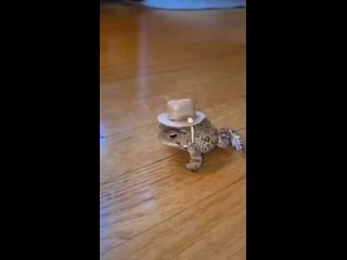 ride me, turtle