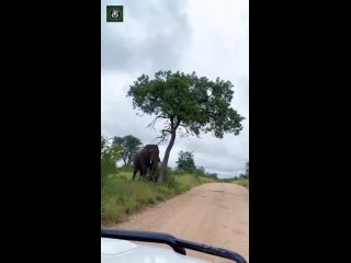 elephant