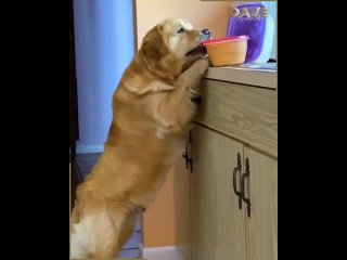 hungry animals want food