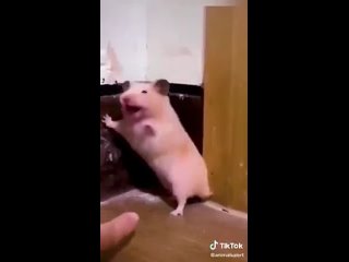 video by rikardo don