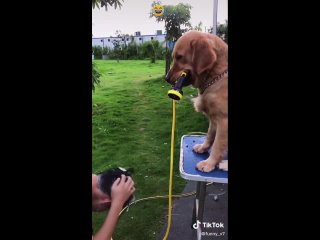 a dog and a shower