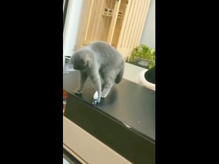video by rikardo don