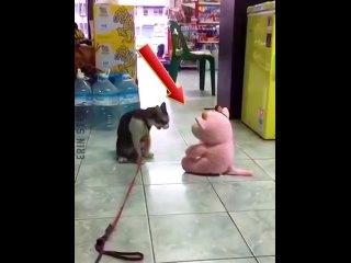 best of funny catsn