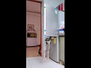 cookies in the fridge