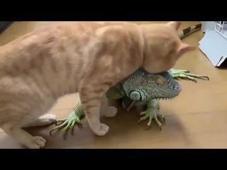 cat finds a new friend
