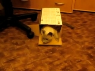 akim and box