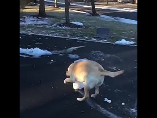dogs in winter