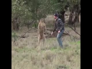 kangaroo