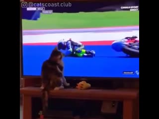 cats coast