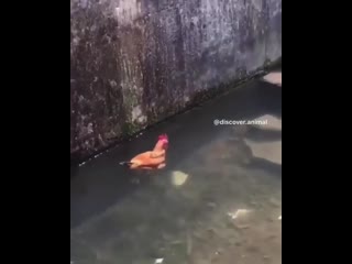 rooster swimmer