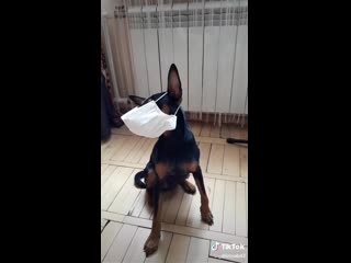 a dog with a hand