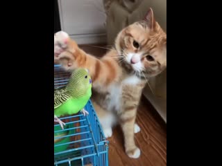 ko ka and parakeet