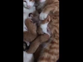 one for the family