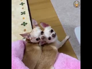 dogs and cats