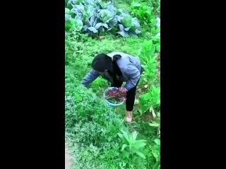 video by vide funny - funny videos